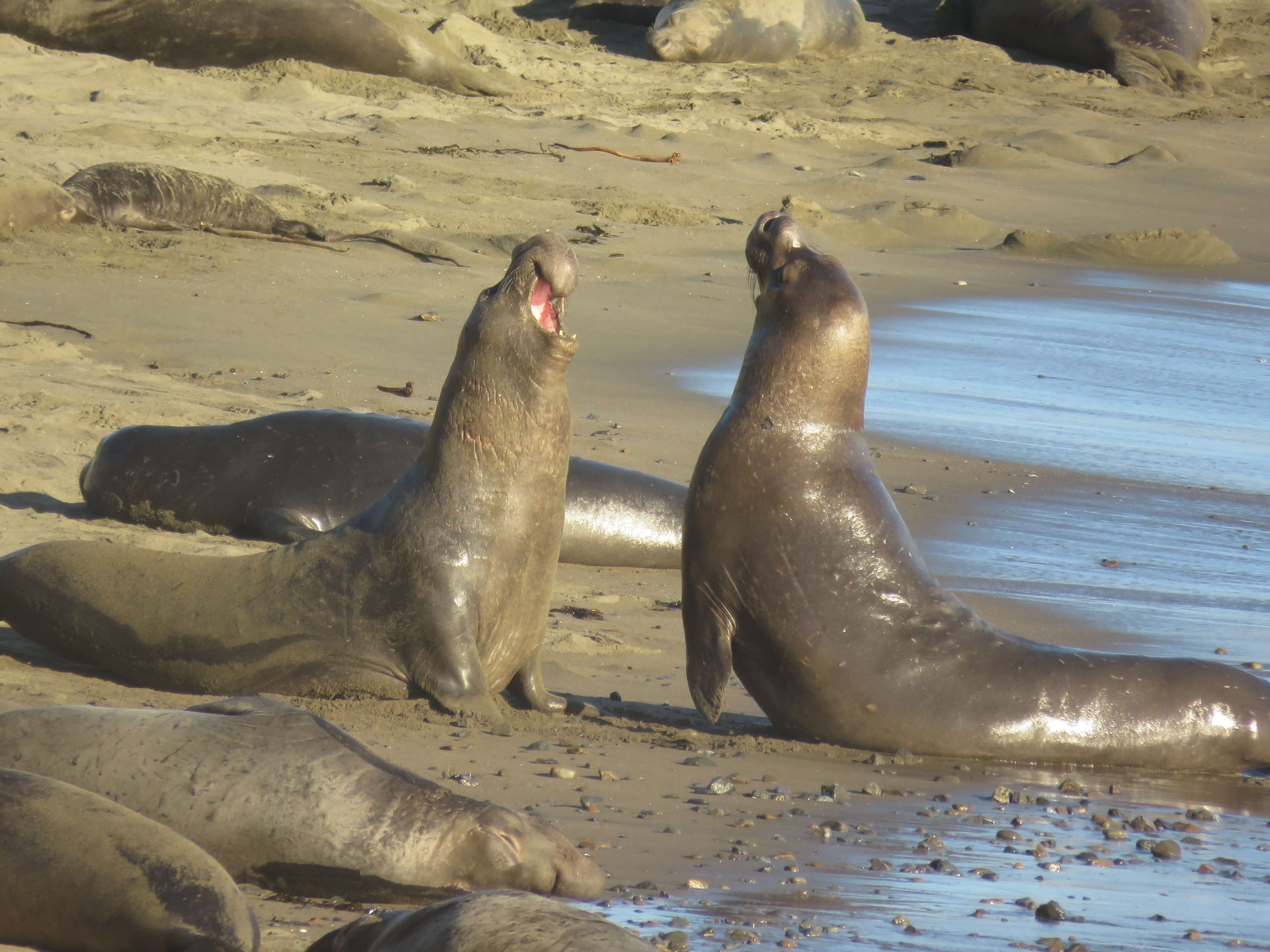 elephant seal beach