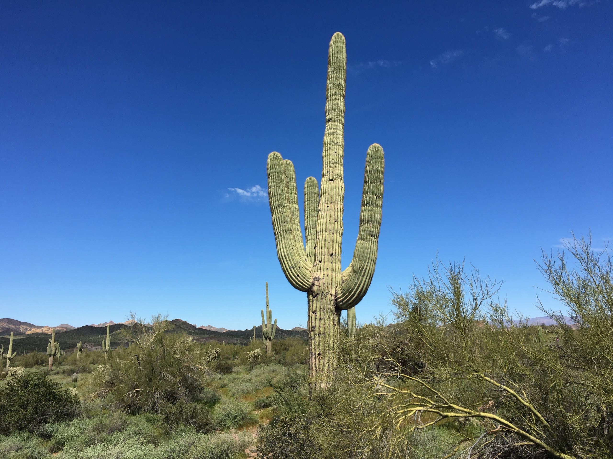 Lost Dutchman 10