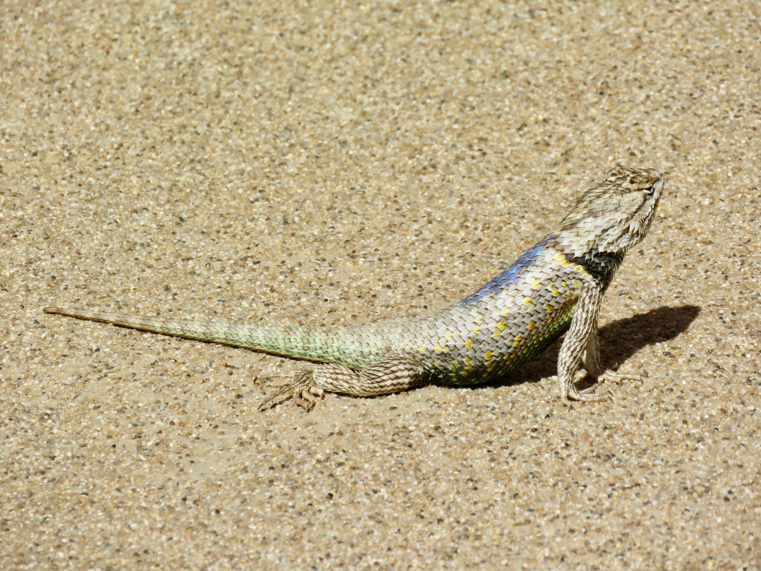 Casa Grande Lizard Colors