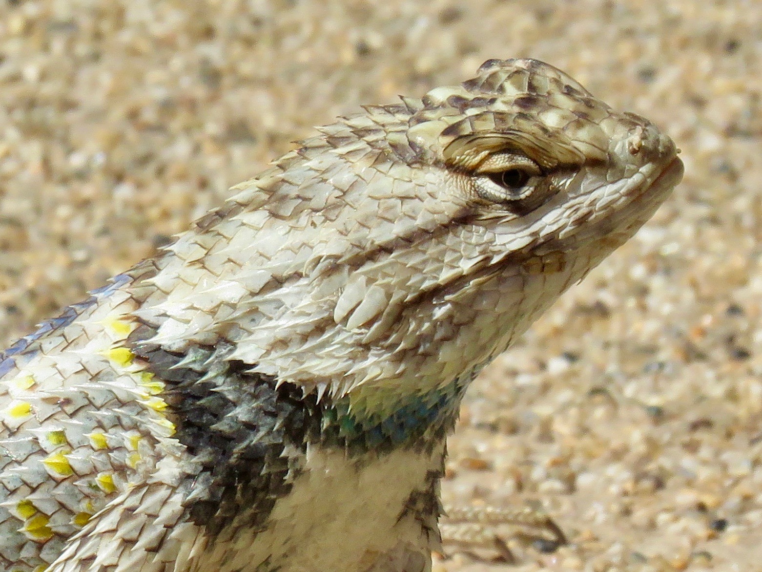 Casa Grande Lizard Head