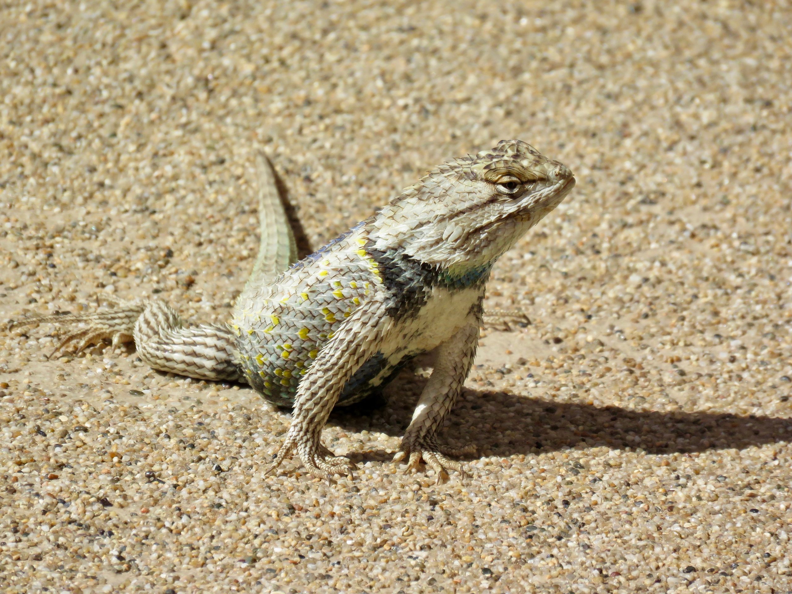 Casa Grande Lizard