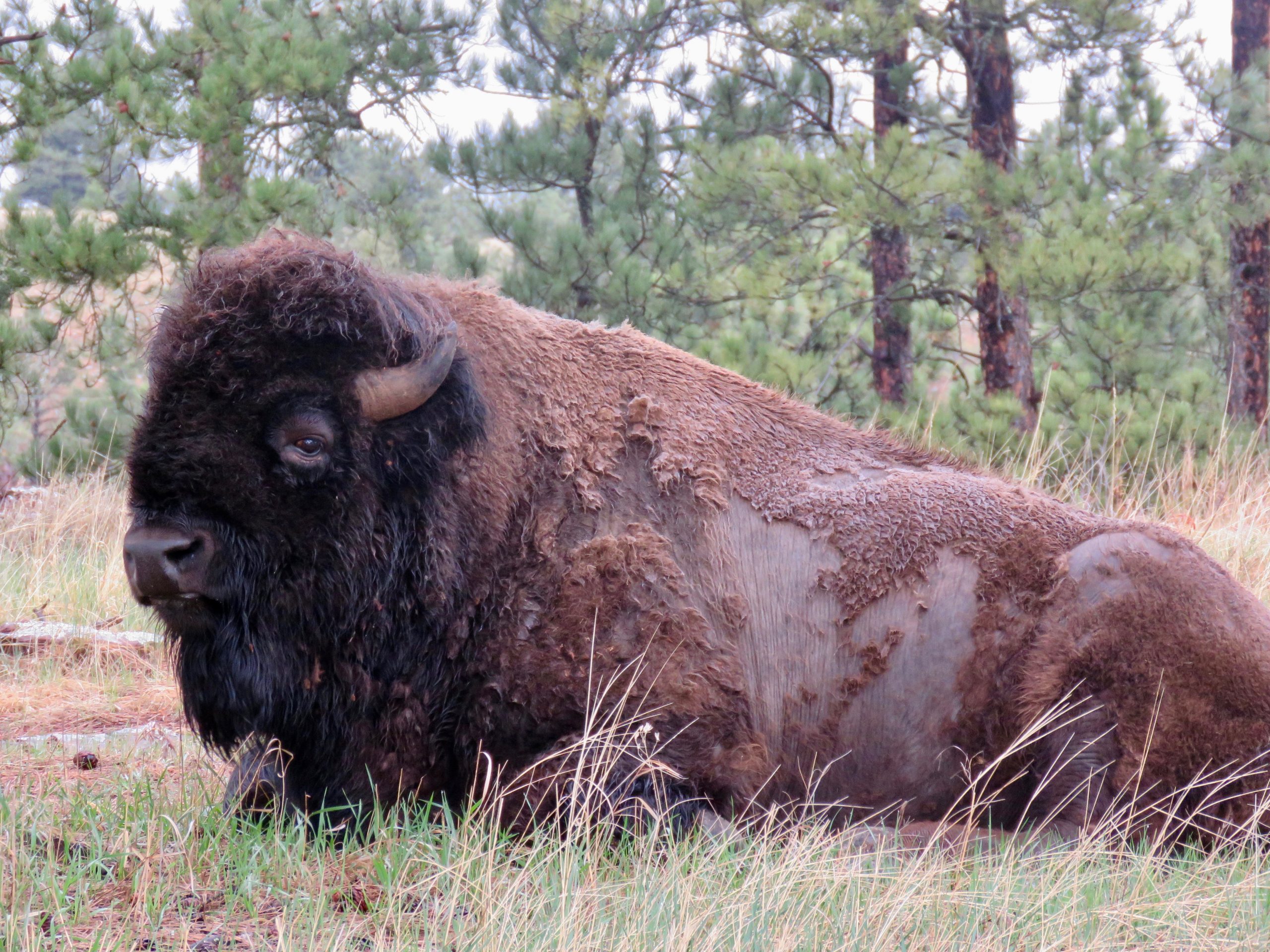 Custer Buffalo Spring Bull Portrait 2