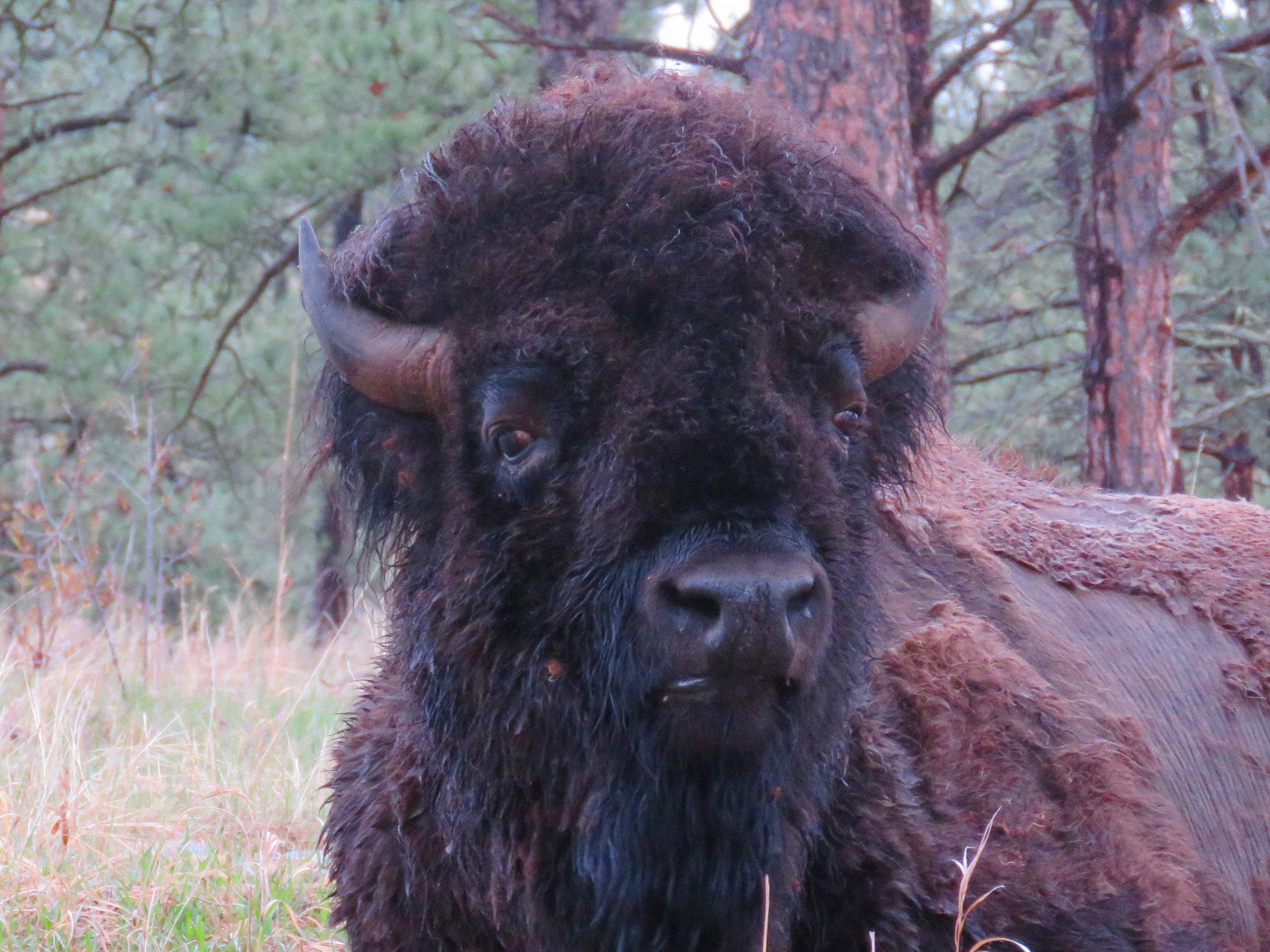 Custer Buffalo Spring Bull Portrait 4
