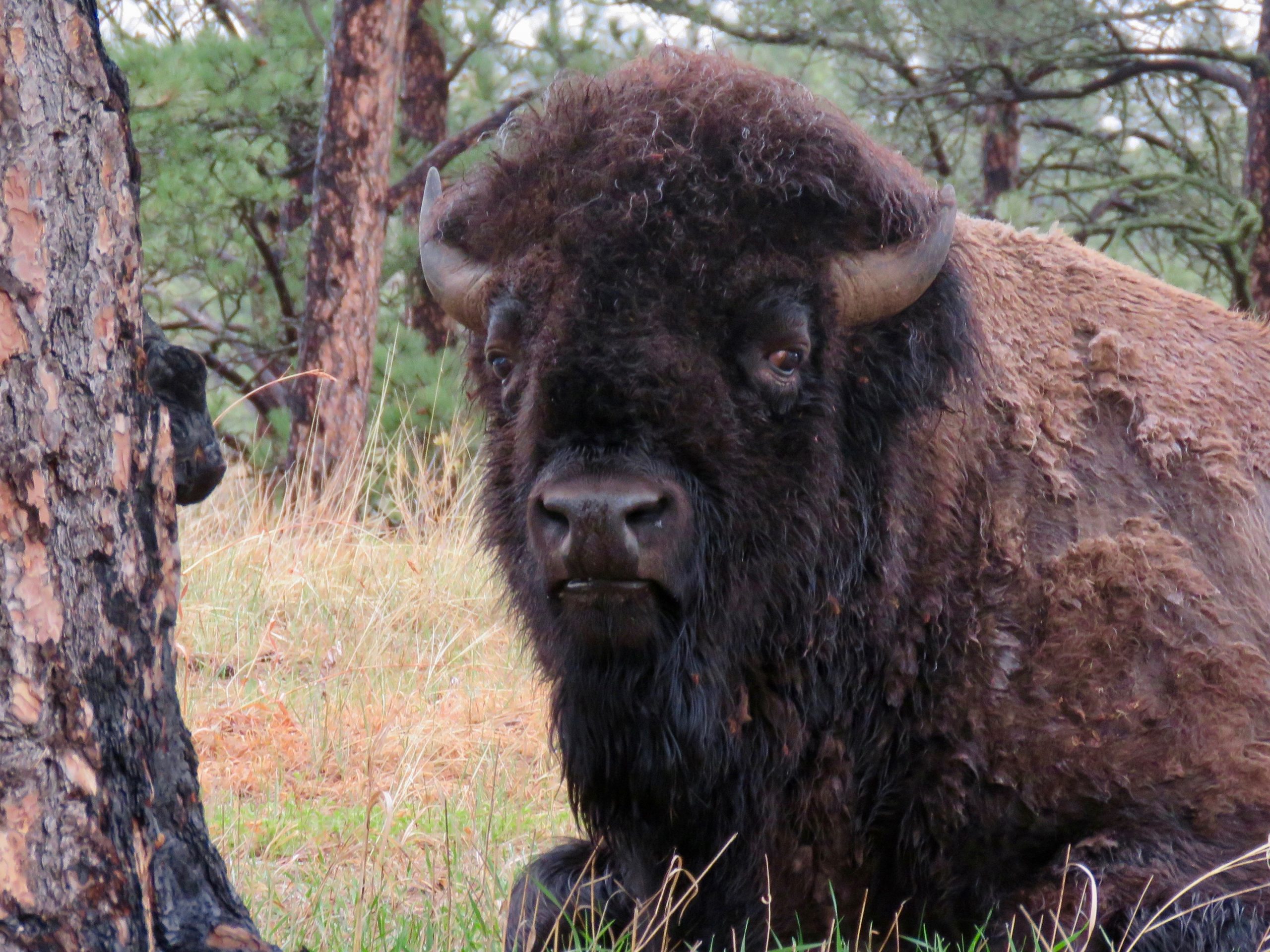 Custer Buffalo Spring Bull Portrait