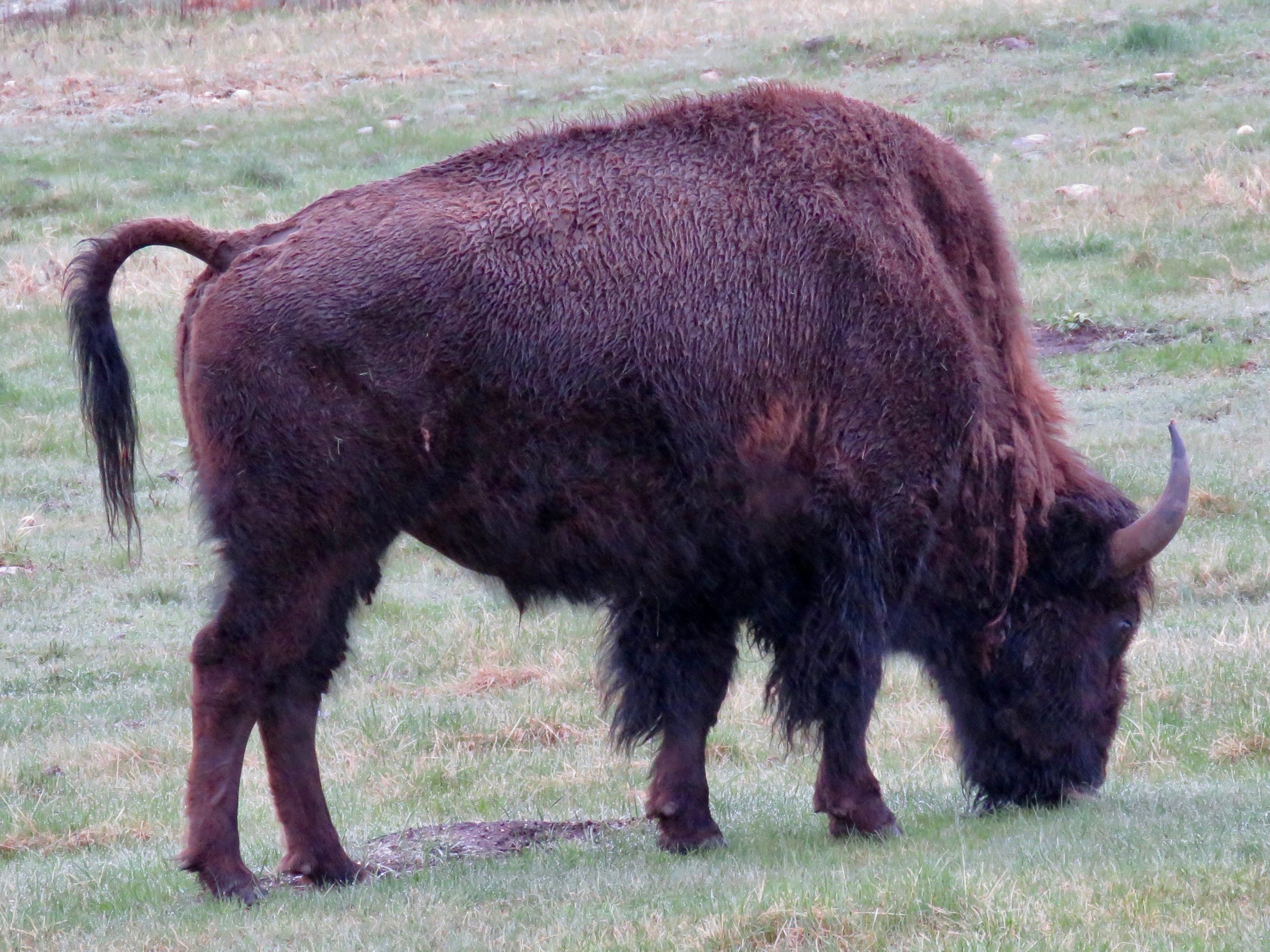 Custer Buffalo Spring Bull