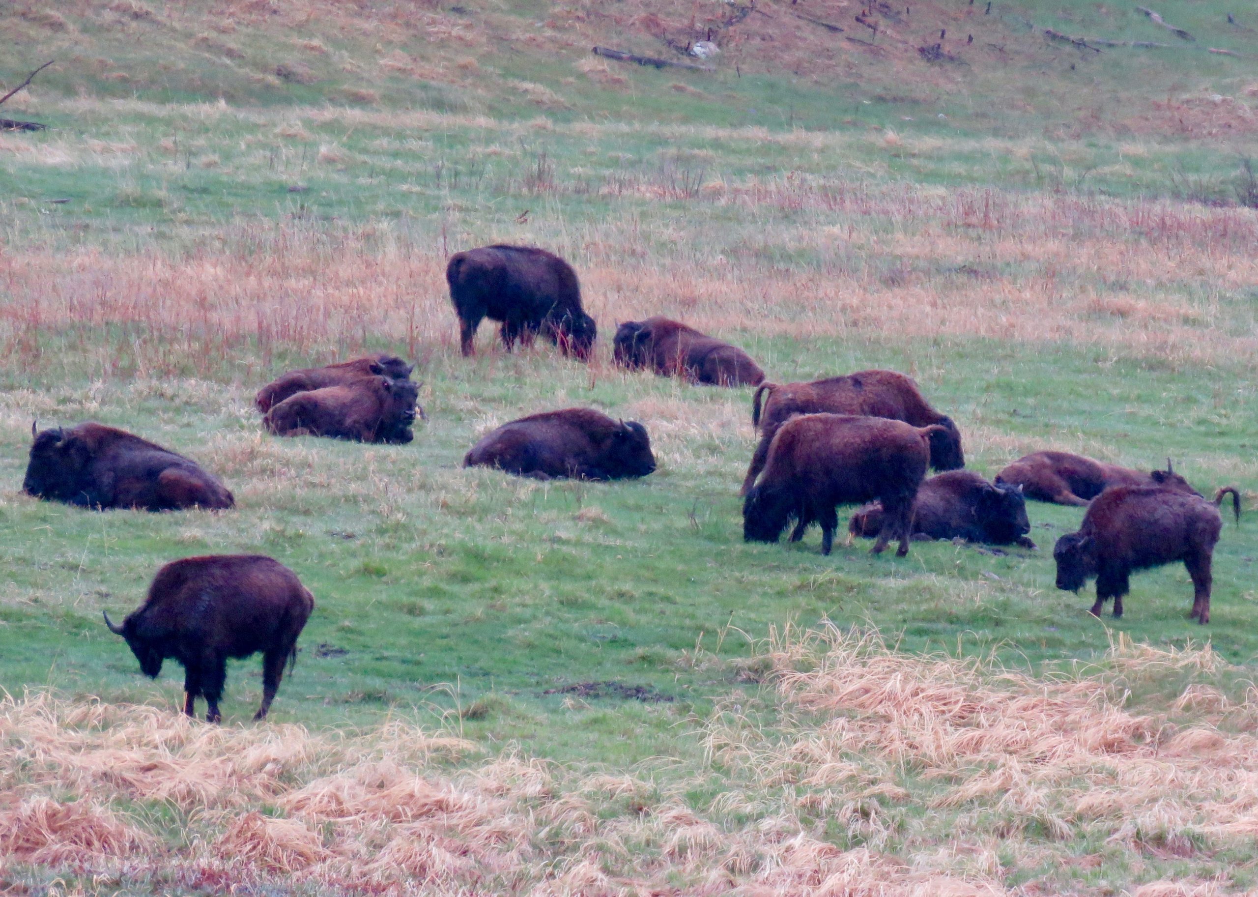 Custer Buffalo Spring Herd
