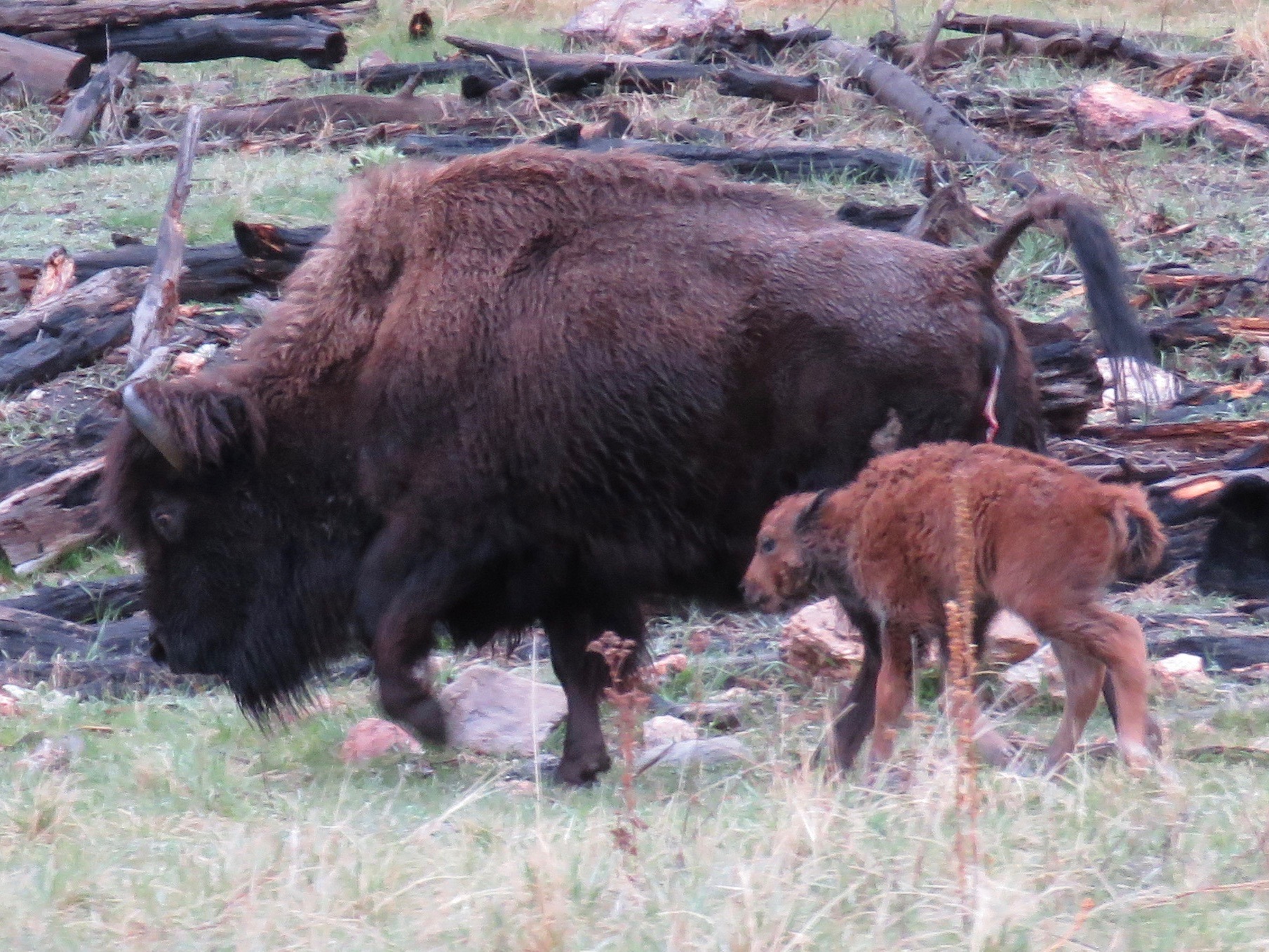 Custer Buffalo Spring Newborn 1