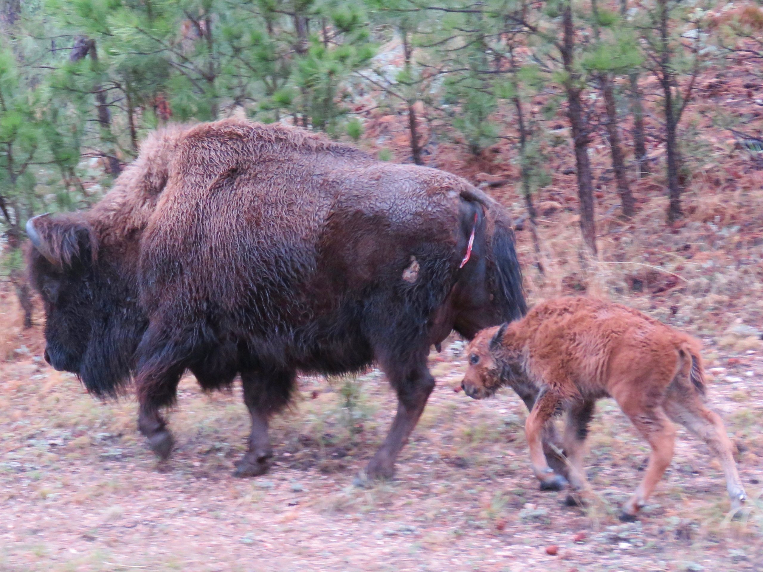 Custer Buffalo Spring Newborn 2