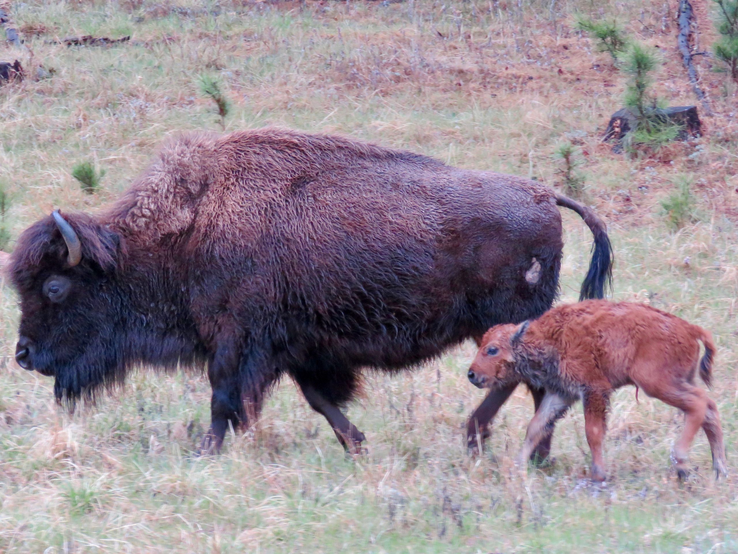Custer Buffalo Spring Newborn 3