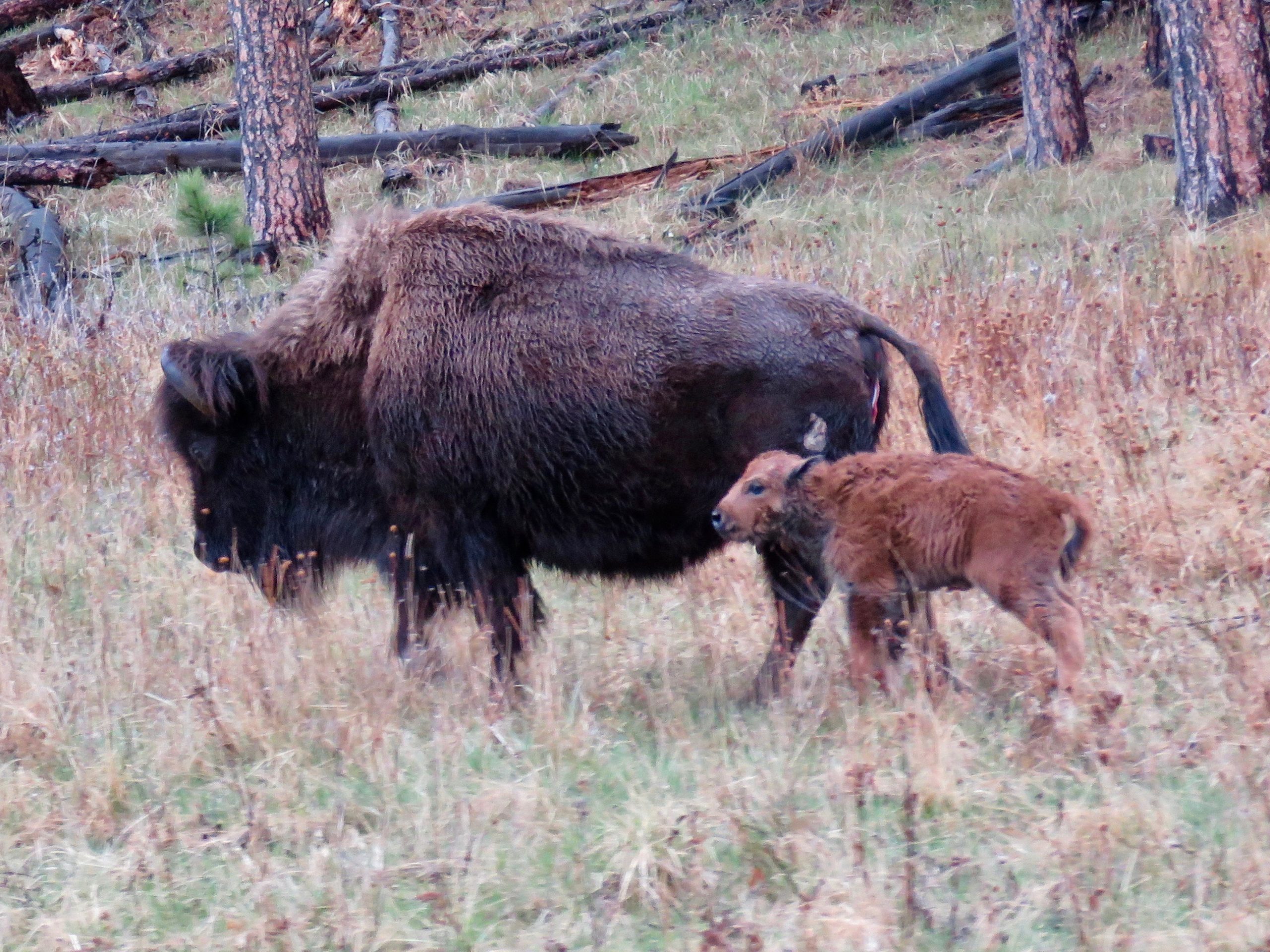 Custer Buffalo Spring Newborn 4