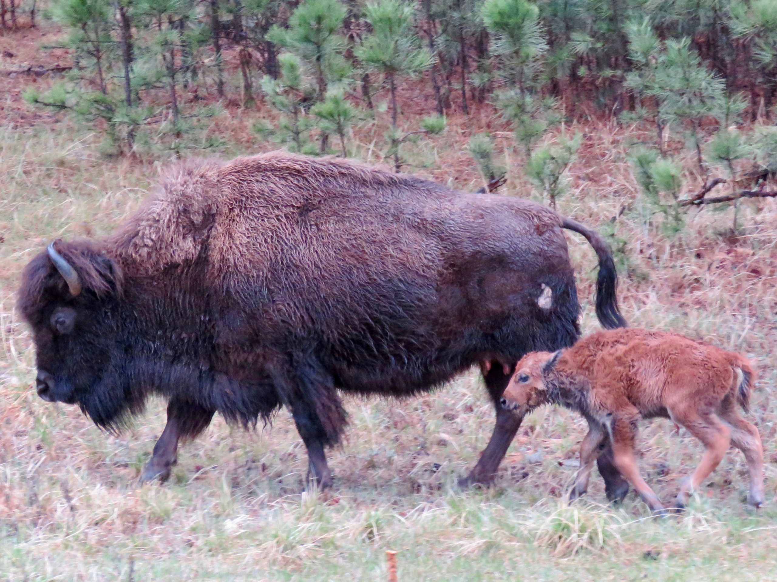 Custer Buffalo Spring Newborn 5