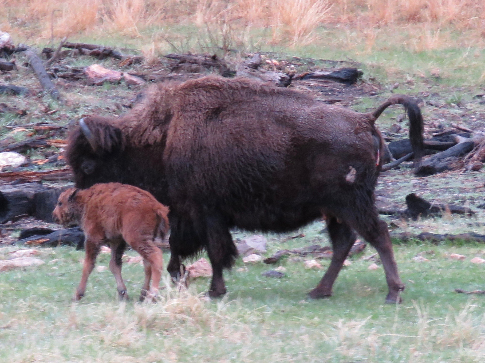 Custer Buffalo Spring Newborn 6