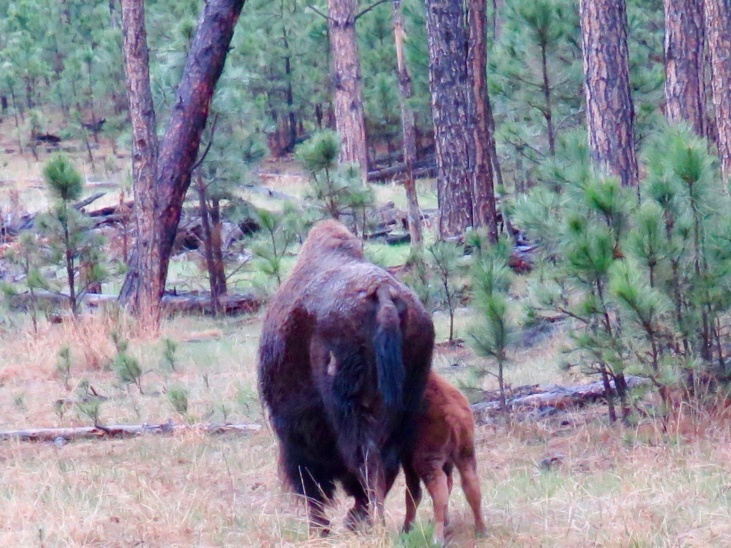 Custer Buffalo Spring Newborn 7