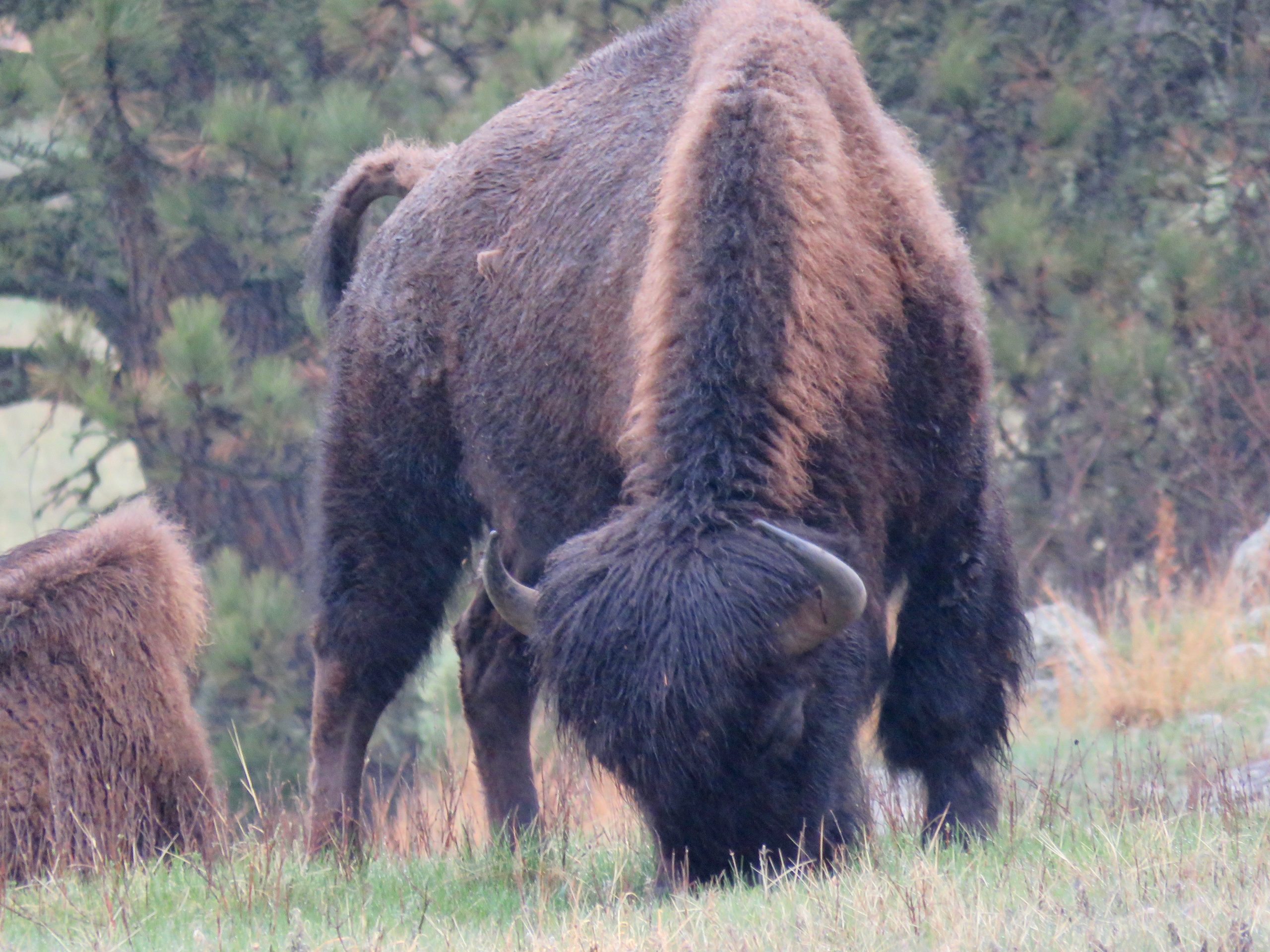 Custer Buffalo Spring Stripes