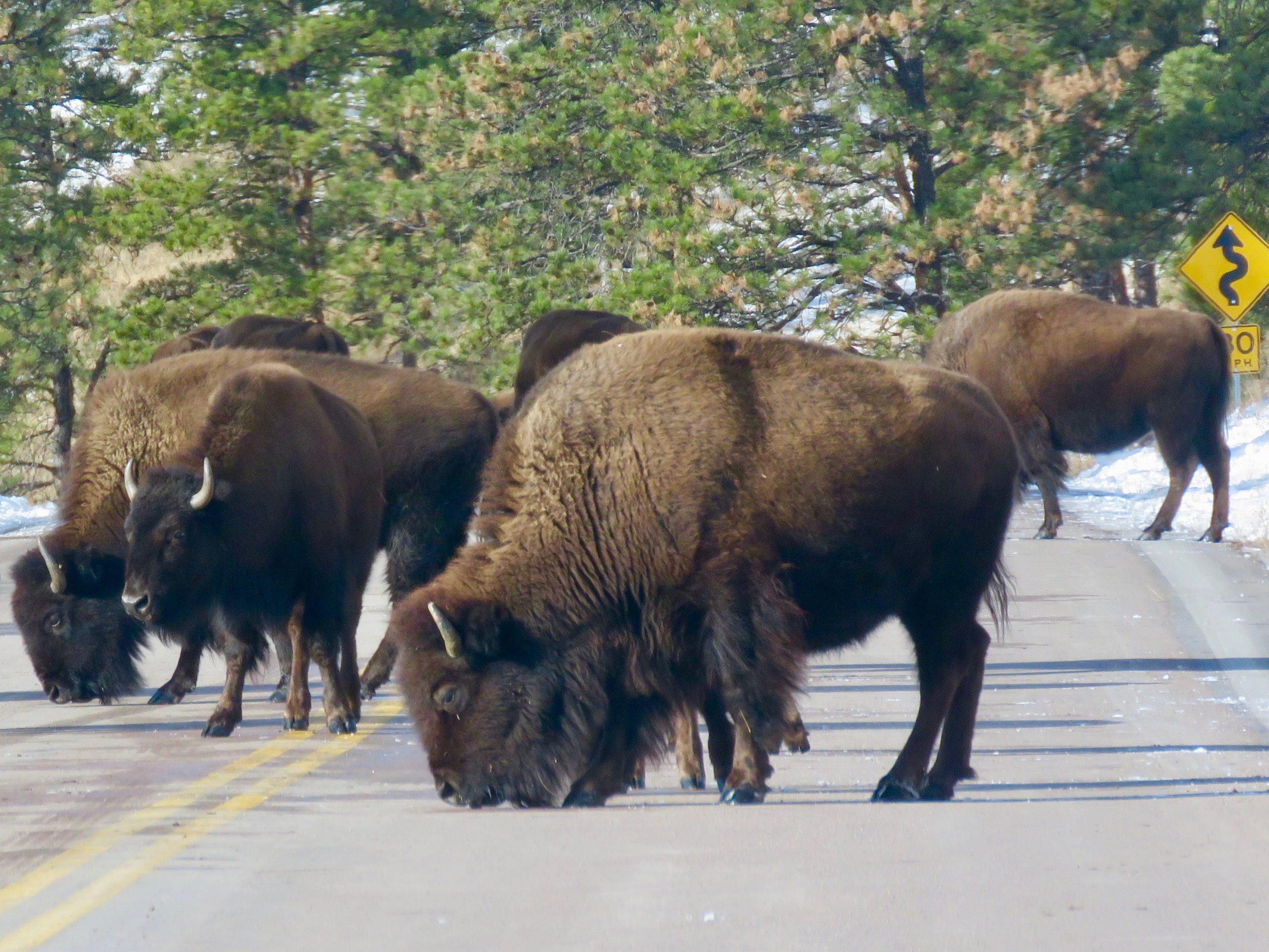 Custer Buffalo Winter 2