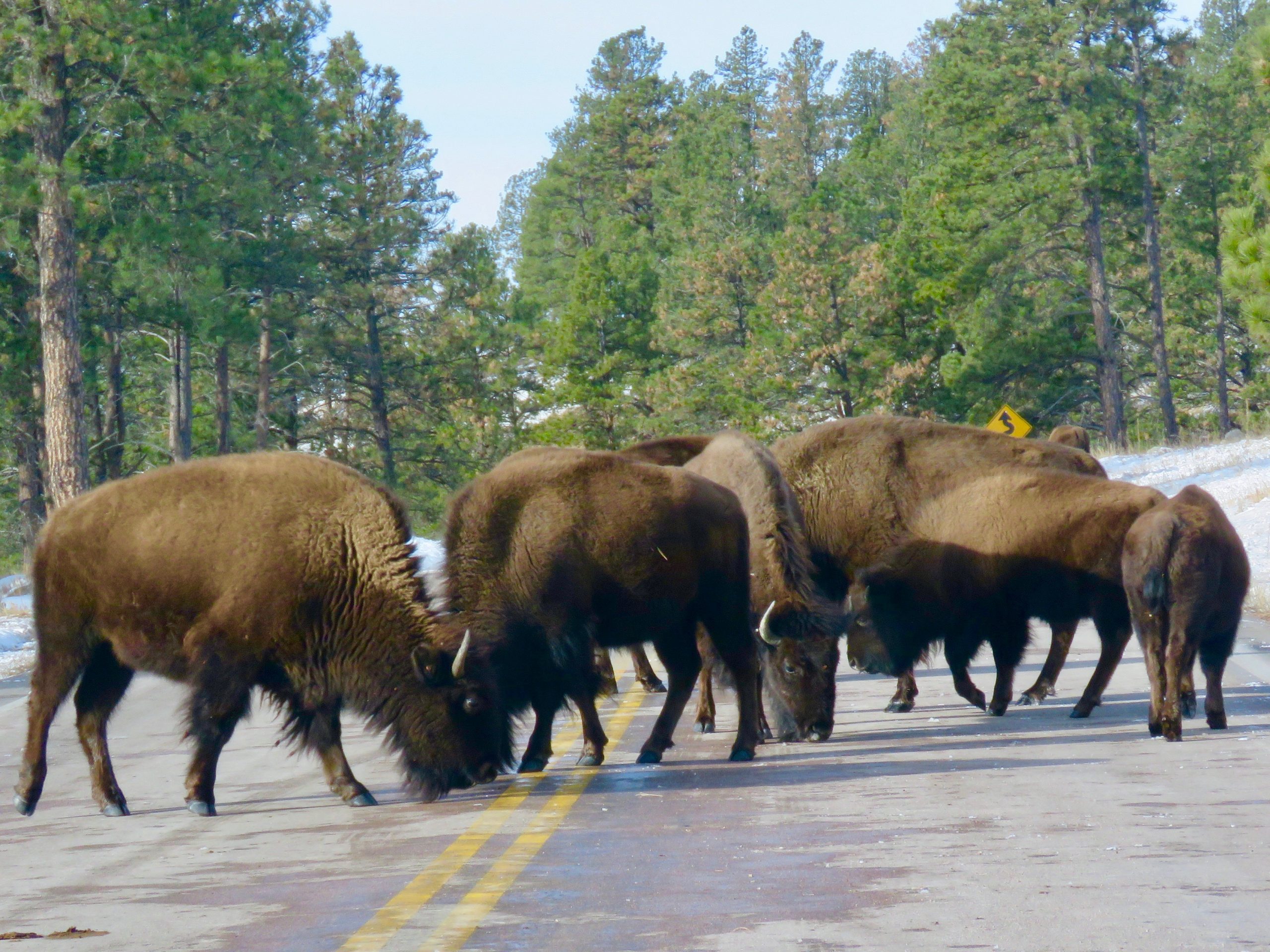 Custer Buffalo Winter