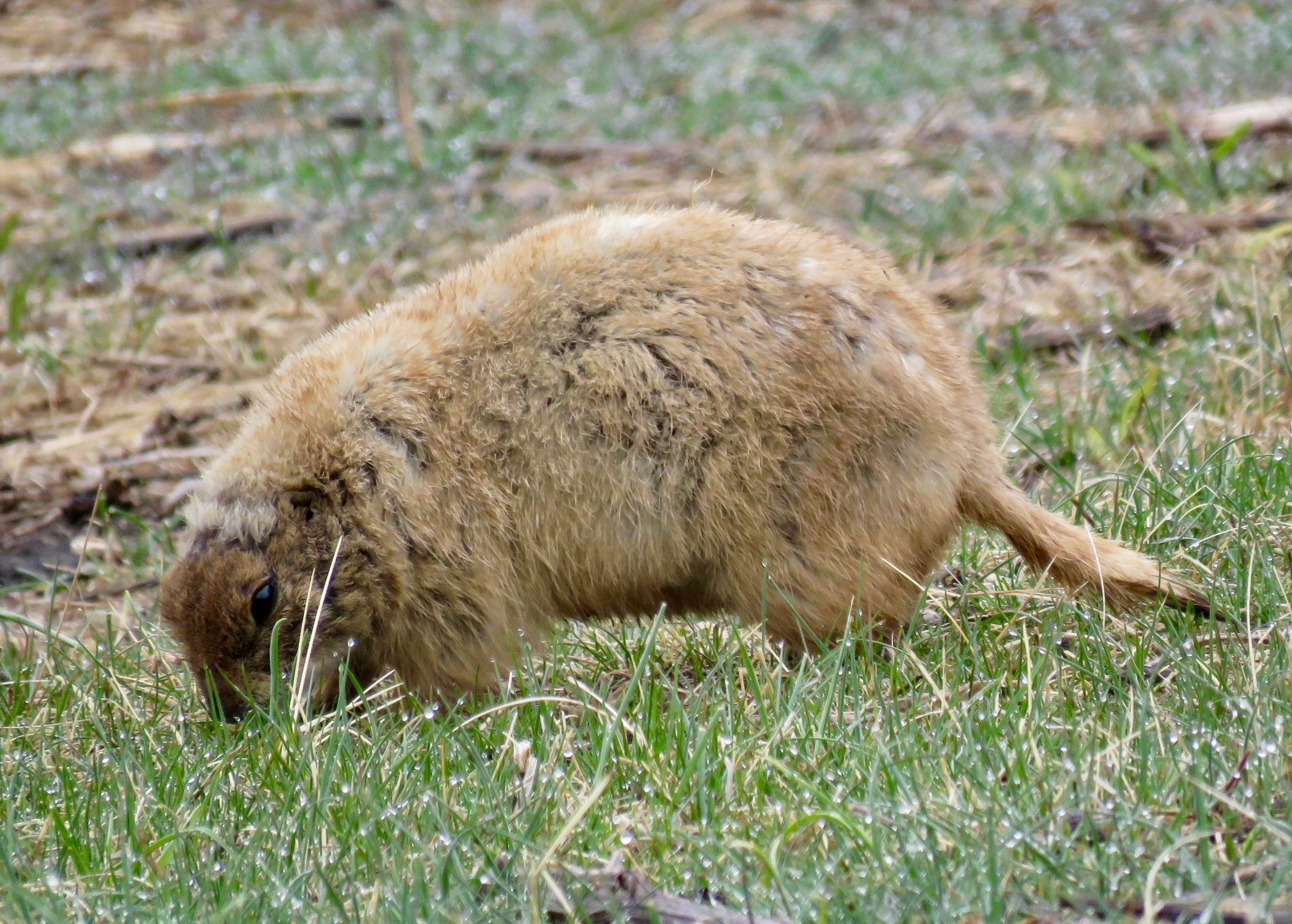 Custer Prairie Dog 2