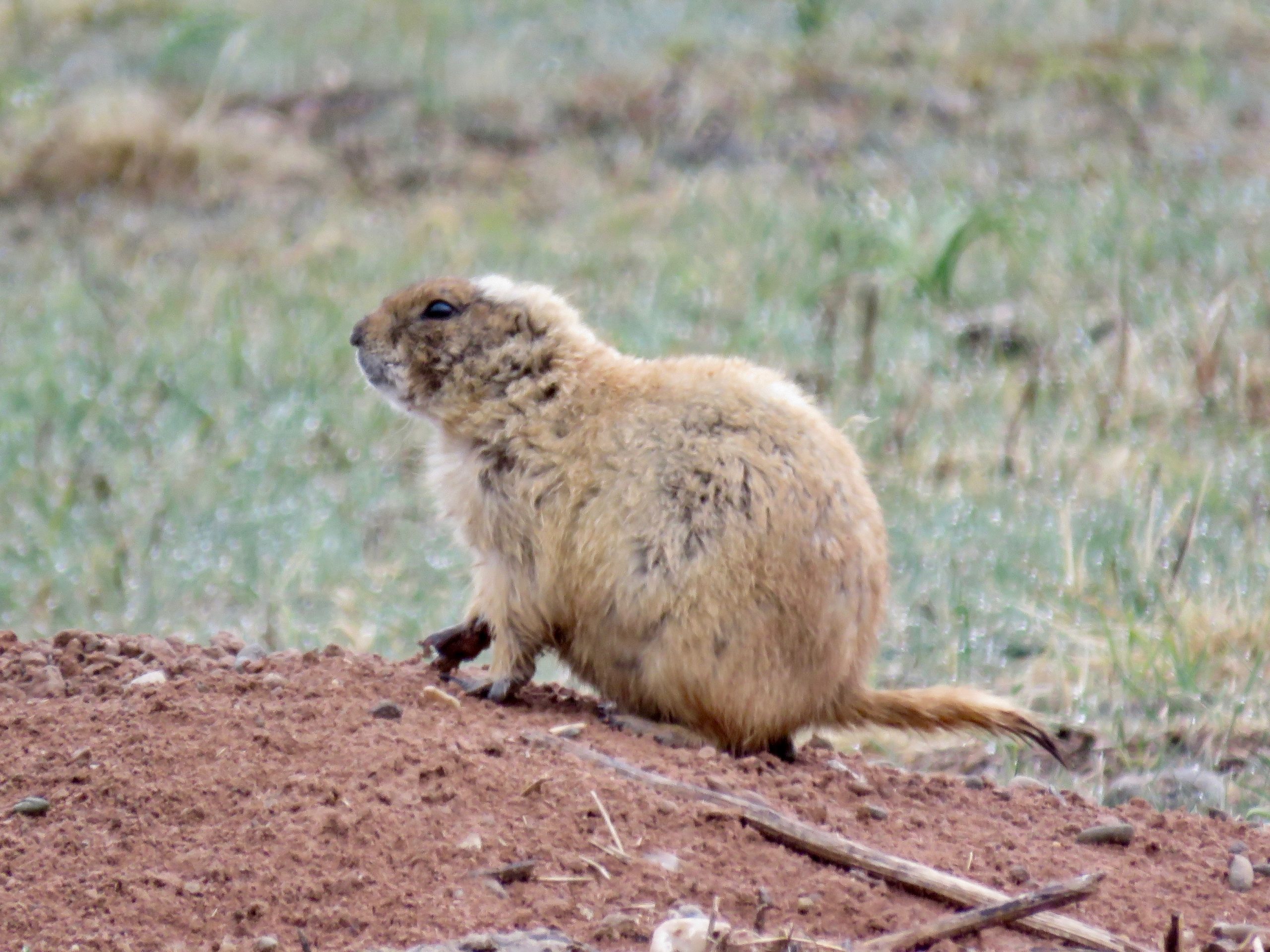 Custer Prairie Dog 3