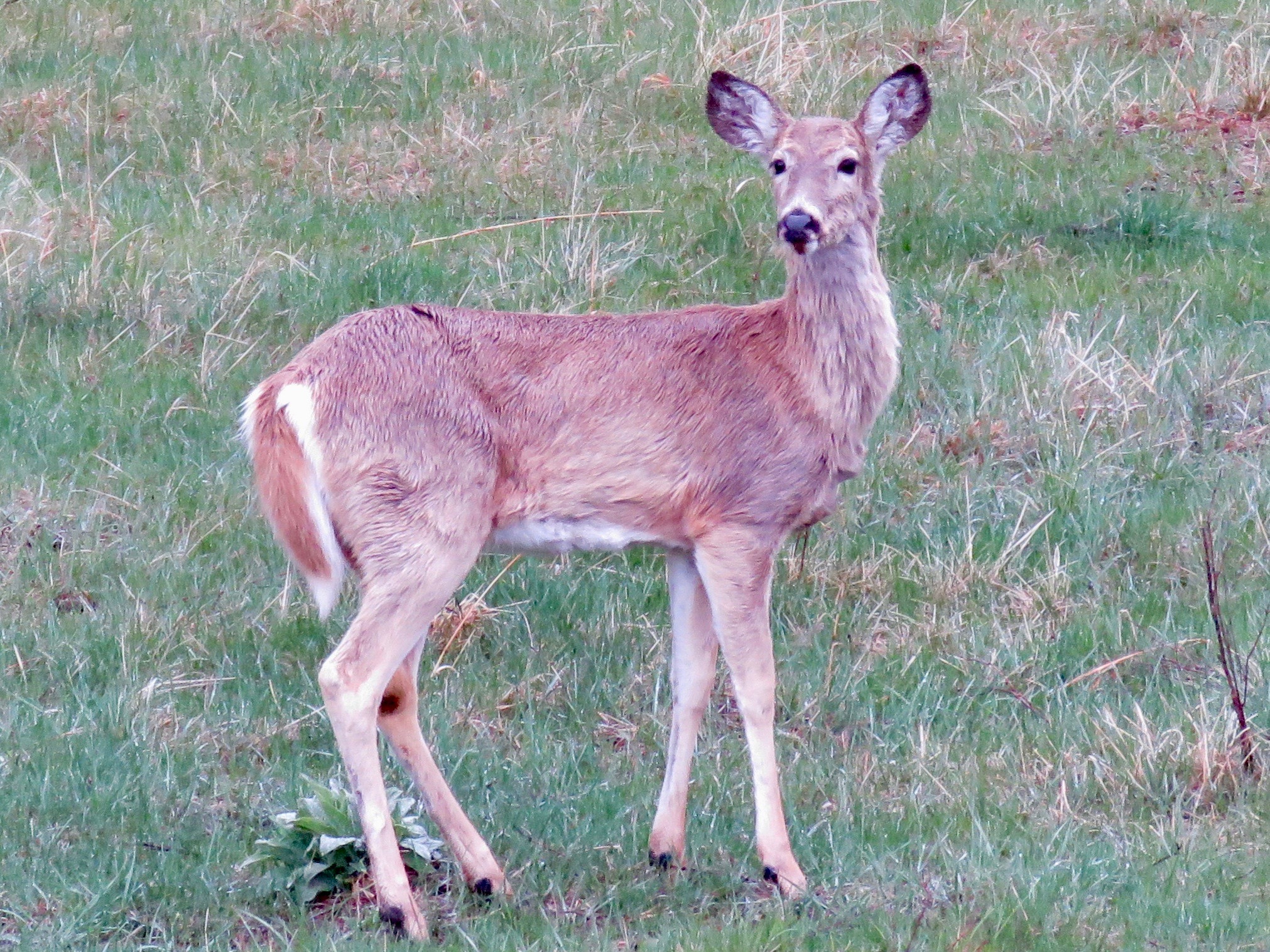 Custer Spring Whitetail 1