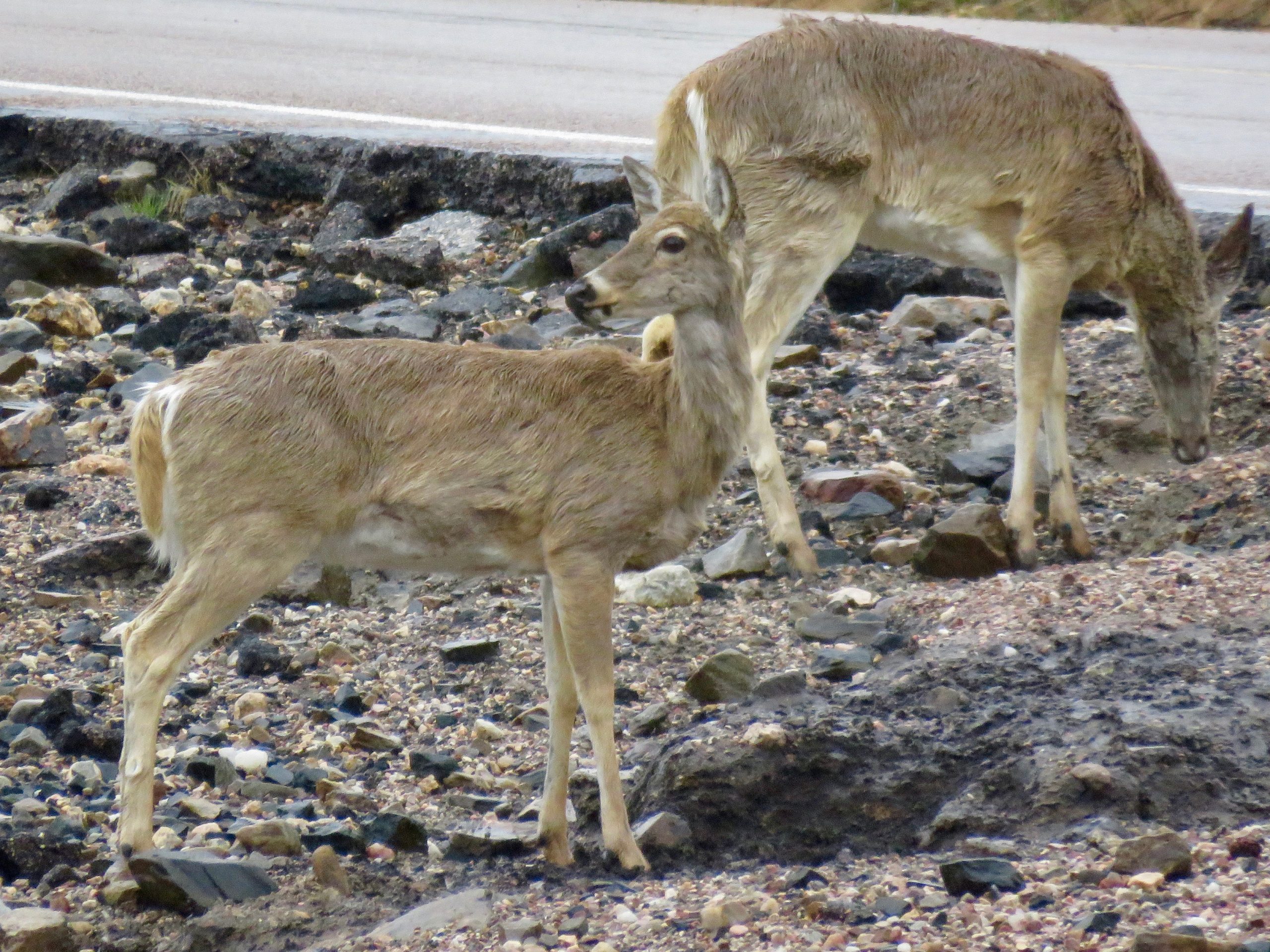 Custer Spring Whitetail 2
