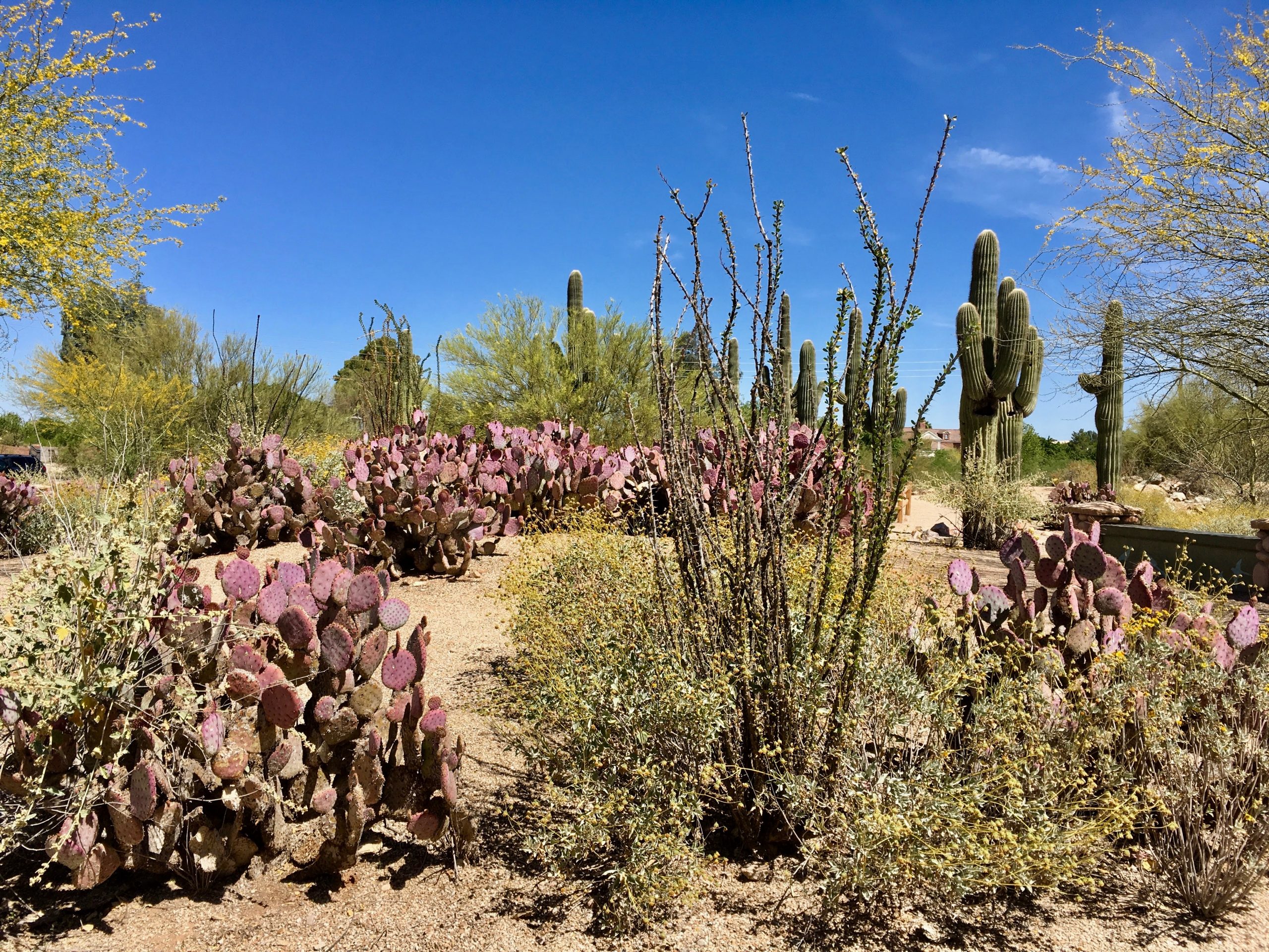 Gilbert Riparian Preserve Cacti