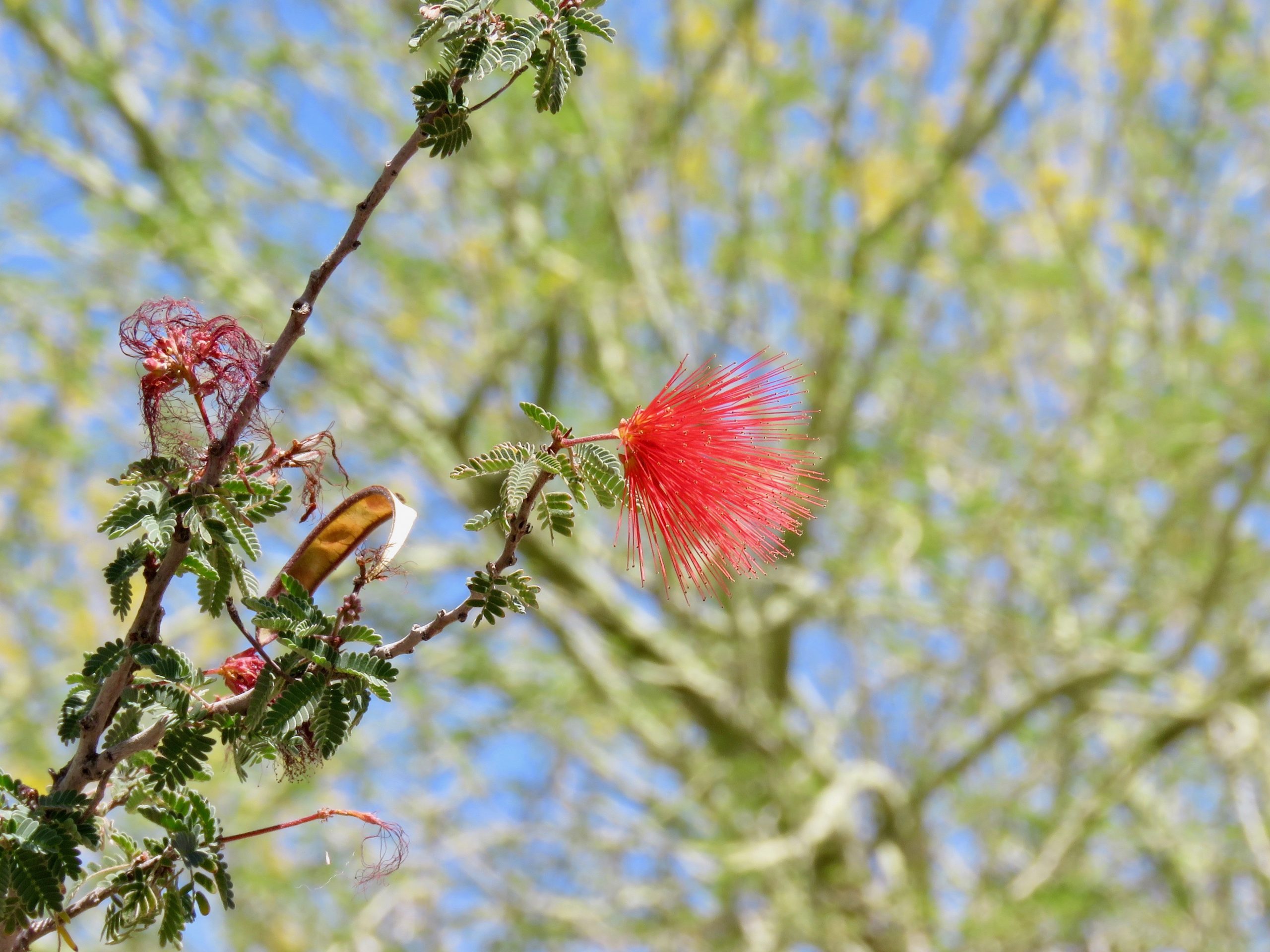 Gilbert Riparian Preserve Flower