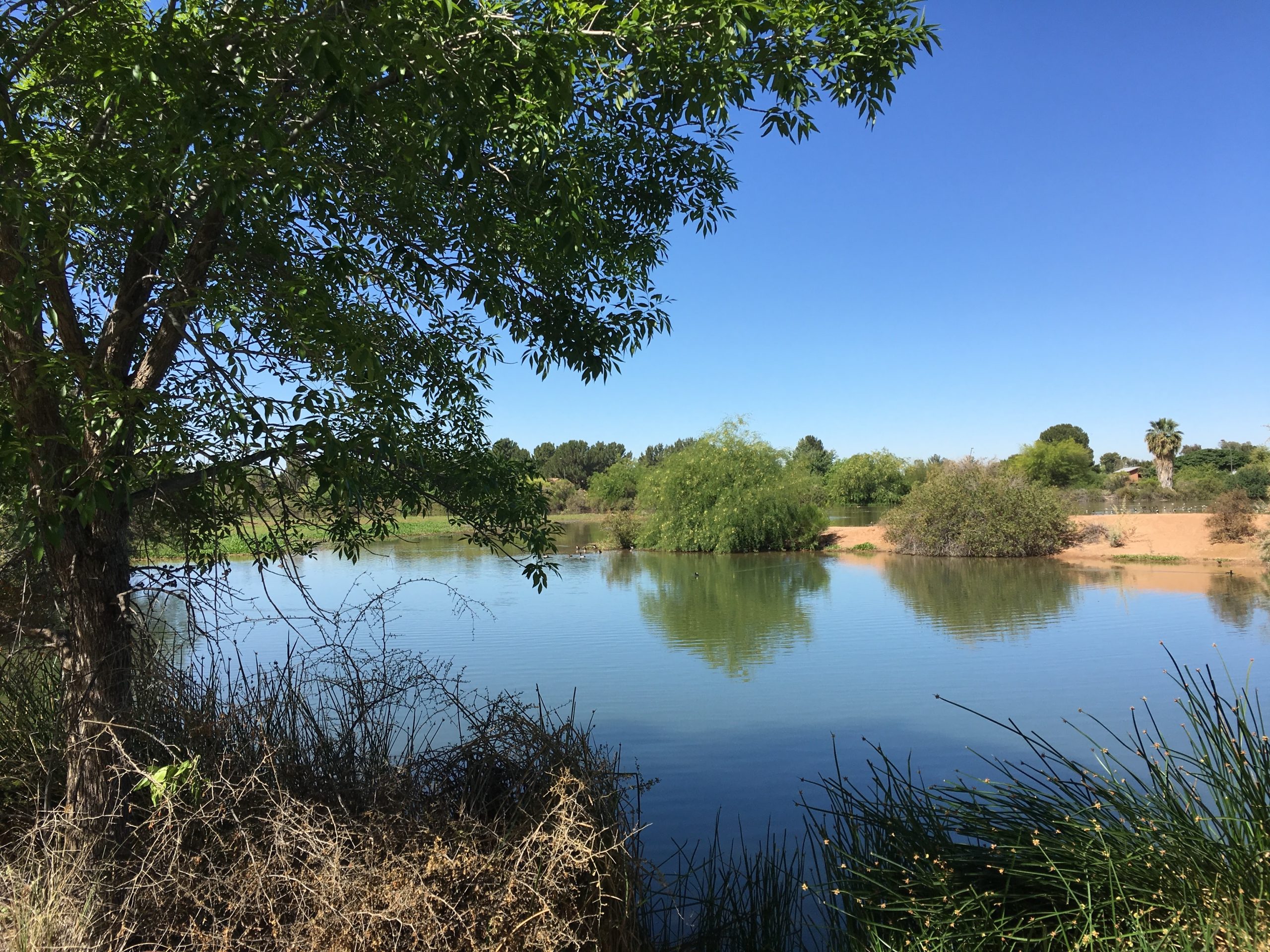 Gilbert Riparian Preserve Lake