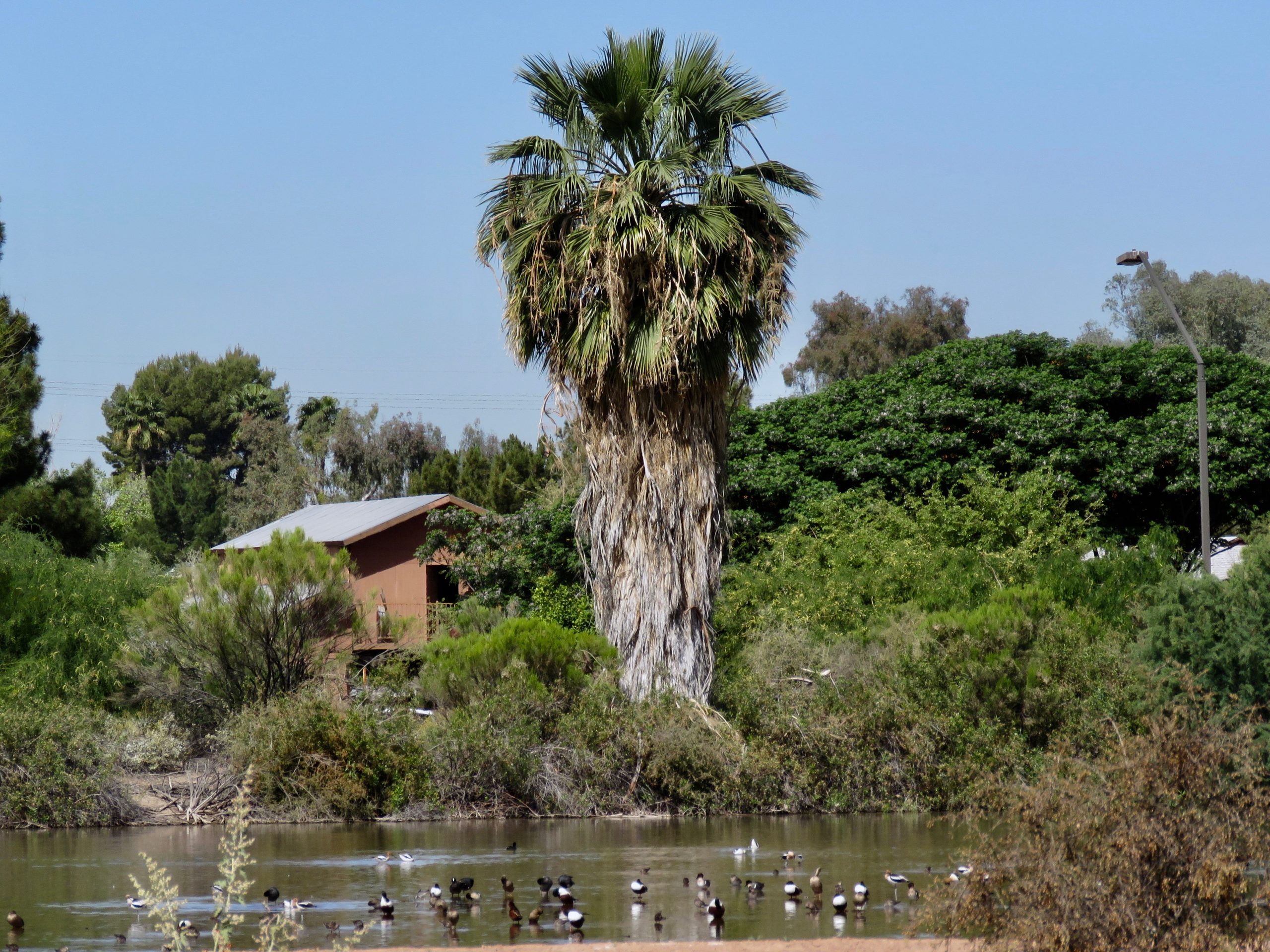 Gilbert Riparian Preserve Palm Tree
