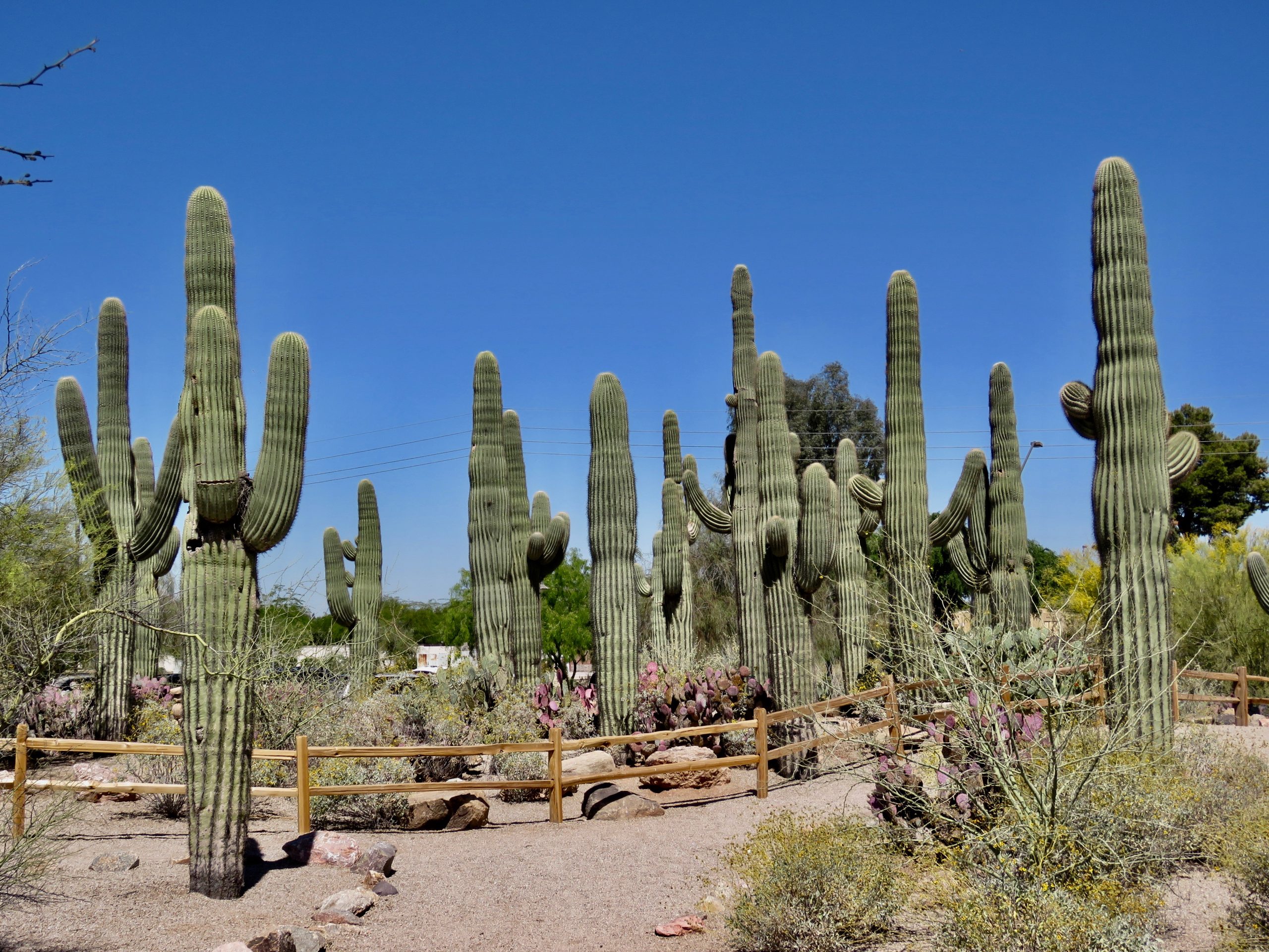 Gilbert Riparian Preserve Saguaros