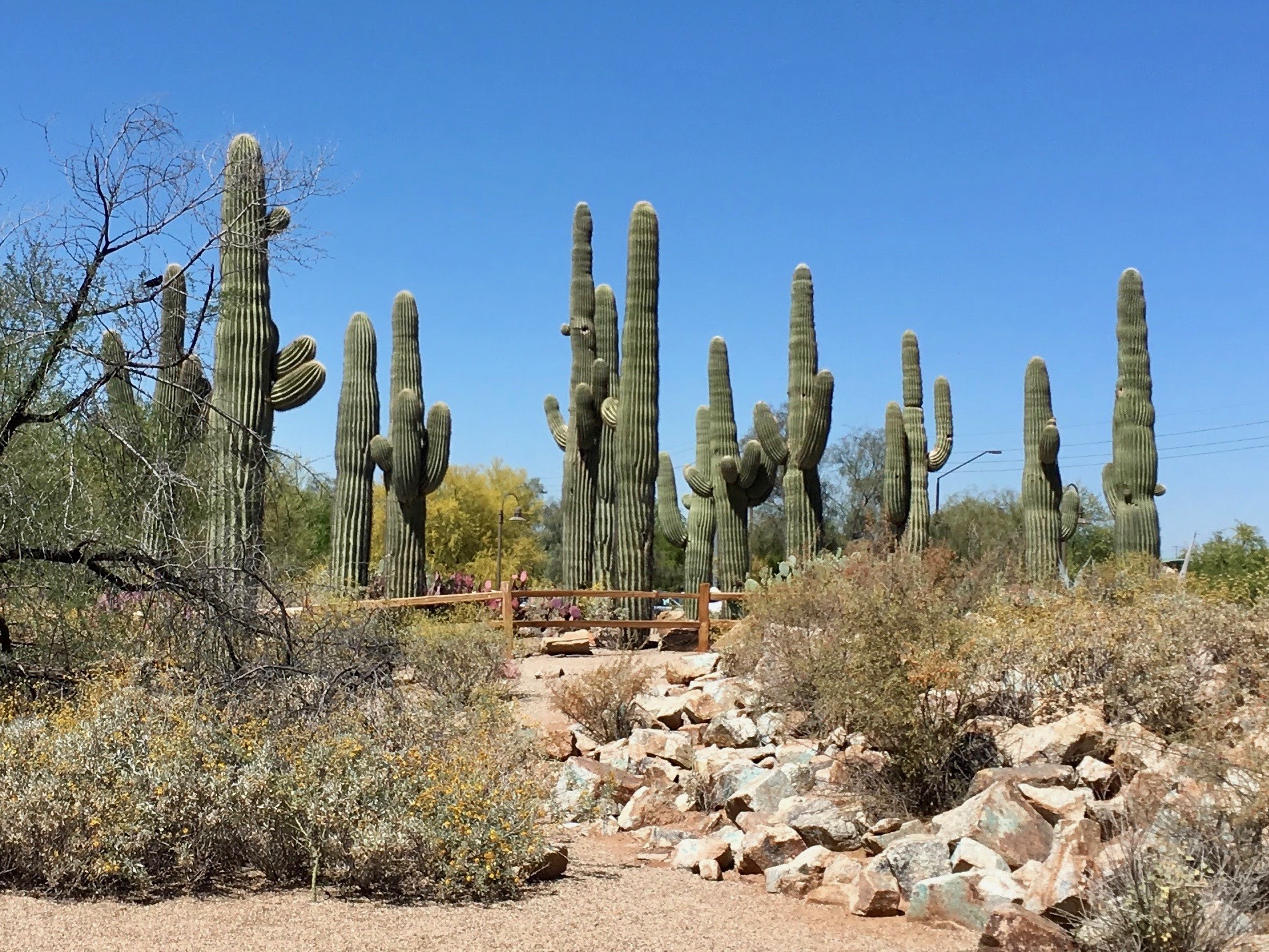 Gilbert Riparian Preserve Saguaros2