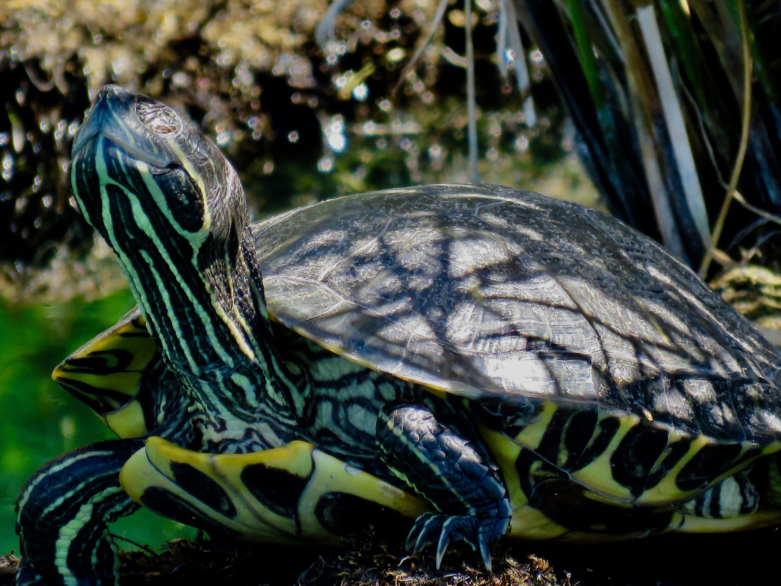 Gilbert Riparian Preserve Turtle