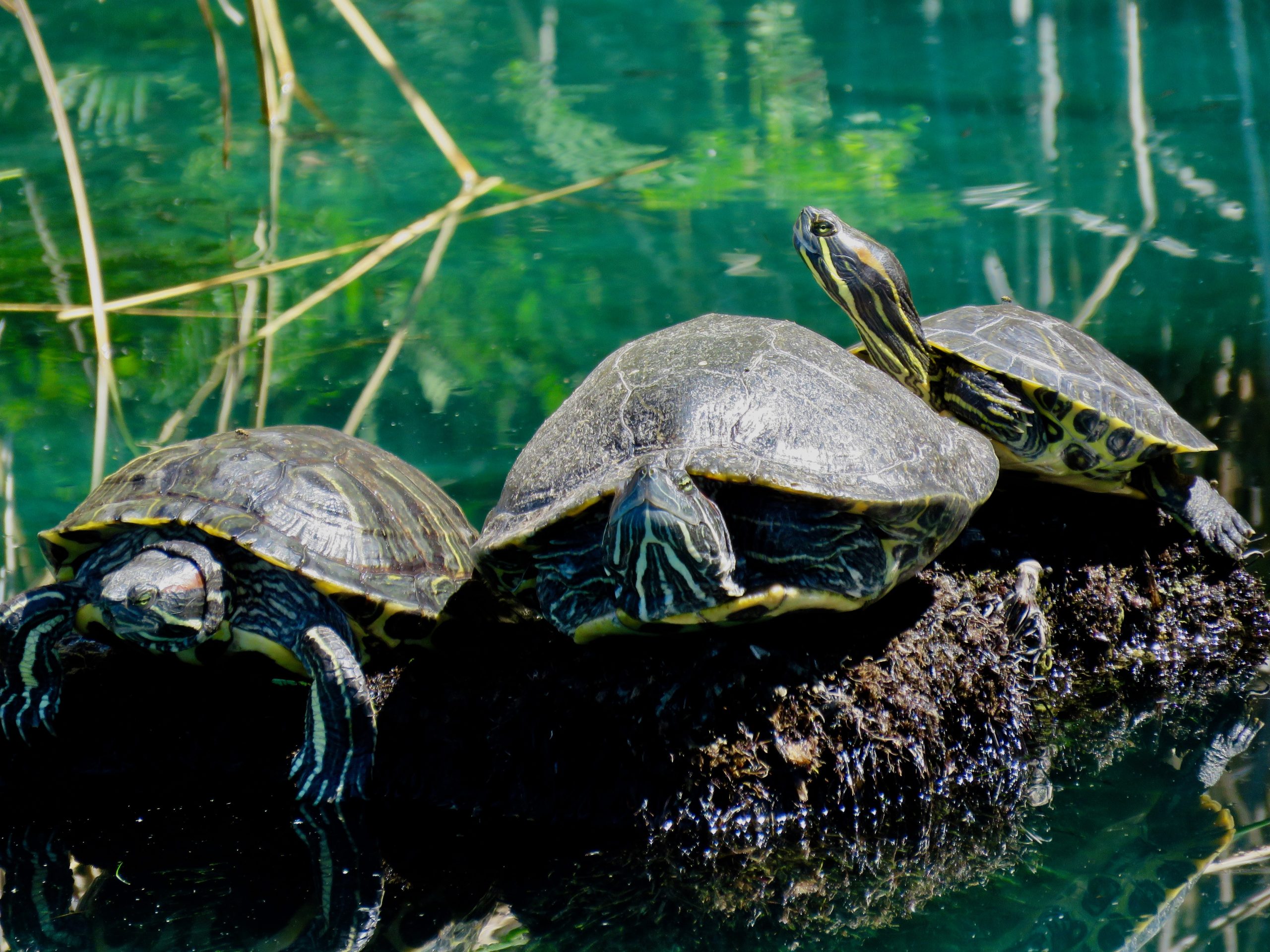 Gilbert Riparian Preserve Turtles
