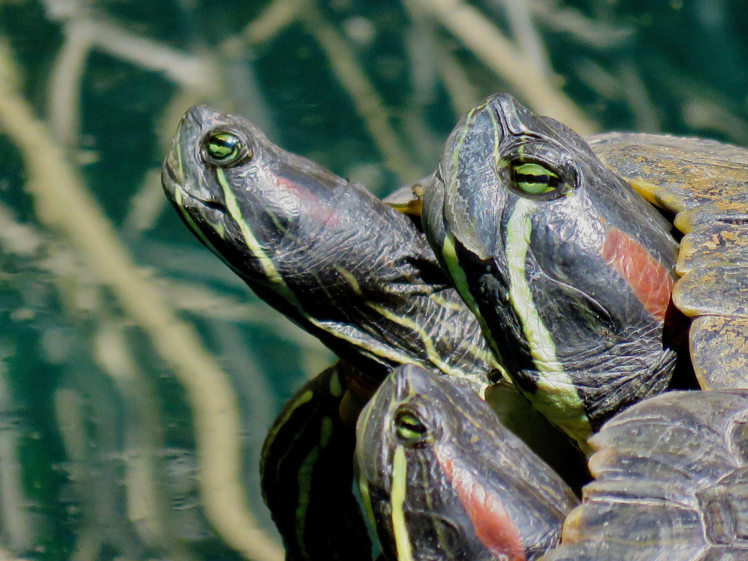 Gilbert Riparian Preserve Turtles2