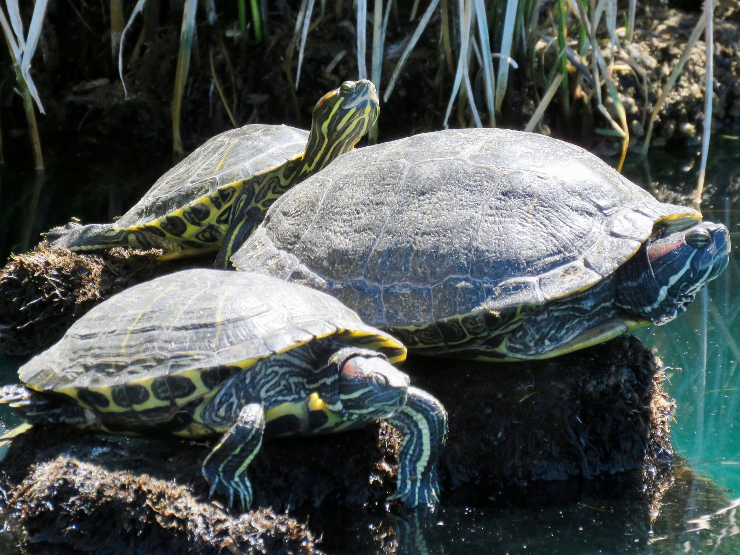 Gilbert Riparian Preserve Turtles3