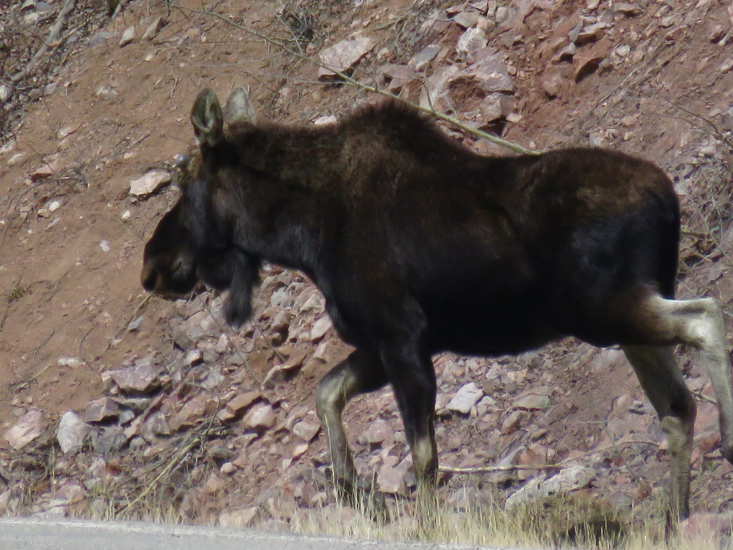 Stagecoach State Park Colorado Moose 2