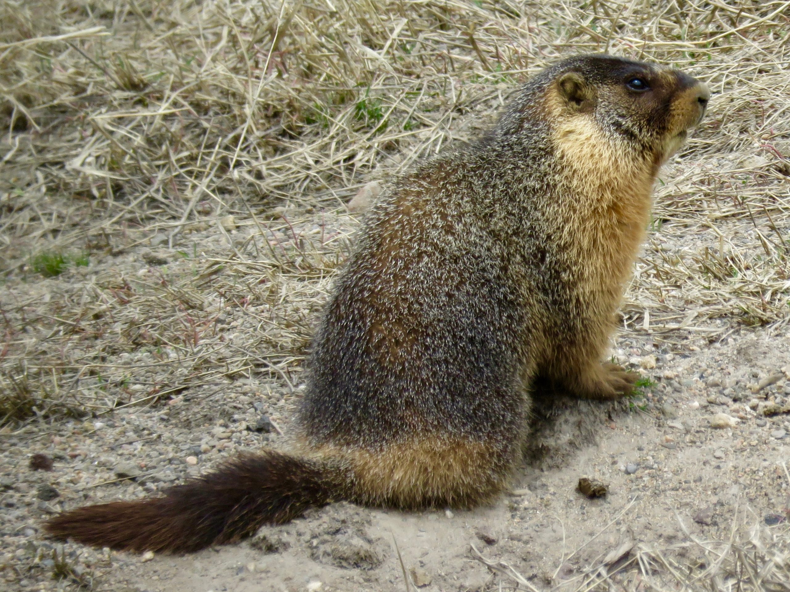 Steamboat Springs Marmot