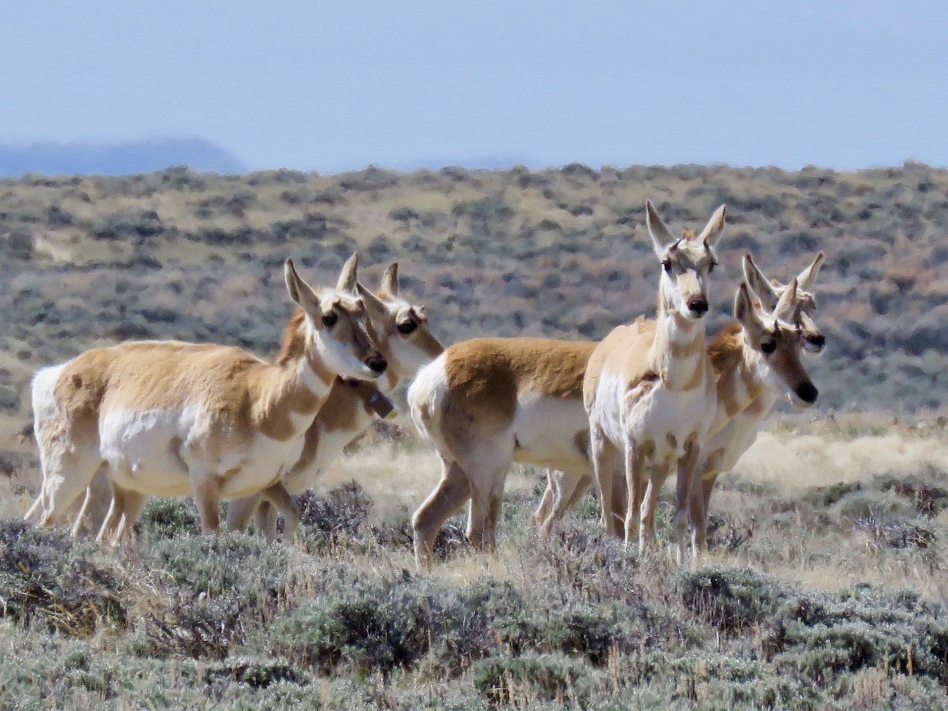 Wyoming Antelope 4