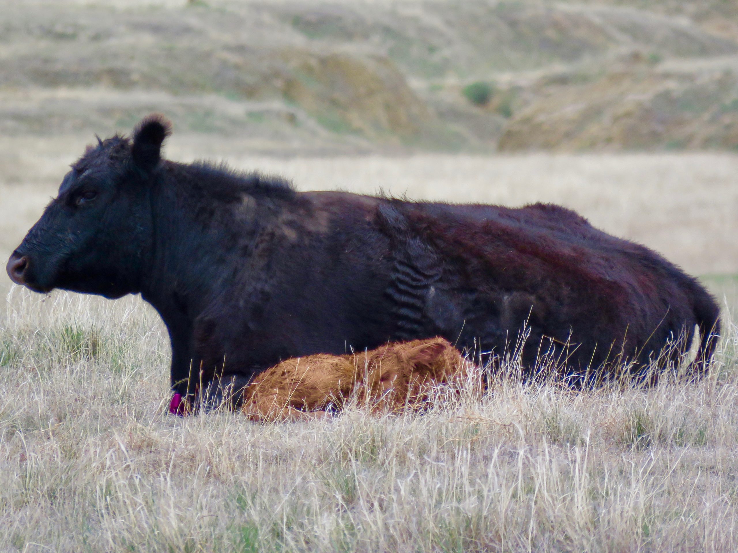 Wyoming Newborn Calf 1